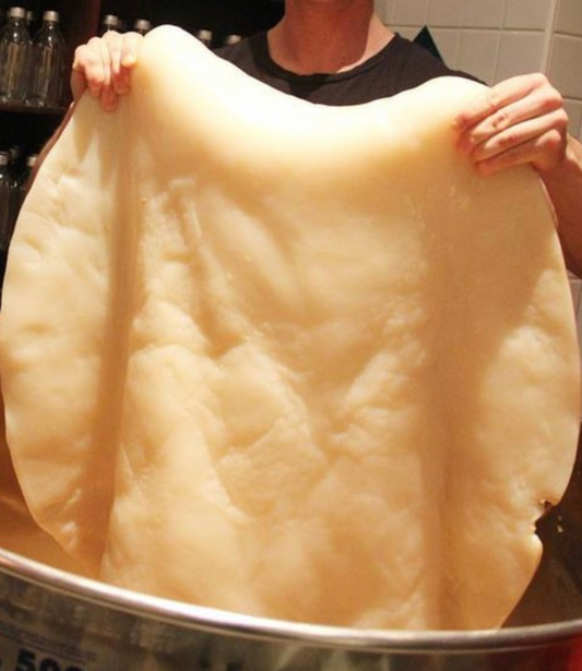 5 Common Myths About The Kombucha SCOBY